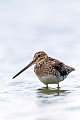 Common Snipe, one subspecies from Iceland, the Faroes, Shetland and Orkney wintering in Great Britain and Ireland  -  (Photo Common Snipe near the North Sea)