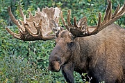 Moose, the bulls rub against trees and other objects to help remove velvet from their antlers  -  (Alaskan Moose - Photo bull Moose with velvet-covered antlers)