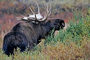 Elch, die gefaehrlichsten natuerlichen Feinde in Nordamerika sind Woelfe, Baeren und Pumas  -  (Alaskaelch - Foto Elchschaufler vor der Brunftzeit), Alces alces - Alces alces gigas, Moose, predators in North America are wolves, bears and cougars  -  (Giant Moose - Photo bull Moose)