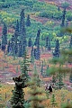 Elch, die Brunft beginnt im September und endet im Oktober  -  (Alaskaelch - Foto Elchbulle flehmend)
