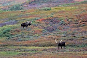 Elche koennen taeglich mehr als 32kg Nahrung aufnehmen  -  (Alaska-Elch - Foto Elchbullen in der herbstfarbenen Tundra), Alces alces - Alces alces gigas, Moose can eat up to 32kg of food per day  -  (Alaska Moose - Photo bull Moose in indian summer)