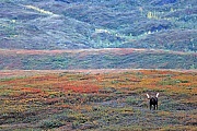 Elch, eine sehr wichtige Rolle bei der Ernaehrung spielen Wasserpflanzen  -  (Alaska-Elch - Foto Elchbulle in der herbstlichen Tundra), Alces alces - Alces alces gigas, Moose need to consume a good quantity of aquatic plants  -  (Alaska Moose - Photo bull Moose in the tundra)