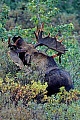 Elche sind sehr gute Schwimmer  -  (Alaska-Elch - Foto Elchschaufler mit Bastfetzen am Geweih), Alces alces - Alces alces gigas, Moose are excellent swimmers  -  (Alaskan Moose - Photo bull Moose with velvet-covered antlers)