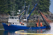 Fischtrawler beim Lachsfang, Oncorhynchus nerka, Trawler catch Chum Salmon