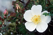 Burnet Rose, the flowers are cream-white although rarely also pale pink - (Scots Rose)