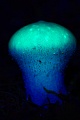 Staeubling im UV-Licht, Lycoperdon species, Puffball in UV light