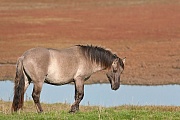 Konikhengst steht auf einer Salzgraswiese mit herbstlich verfaerbtem Queller im Hintergrund, Equus ferus caballus, Heck Horse stallion stand in a salt meadow with glassworts in autumnal colours in the back