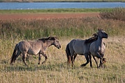 Konikhengst attackiert Stuten - (Waldtarpan - Rueckzuechtung), Equus ferus caballus, Heck Horse stallion attack mares - (Tarpan - breed back)