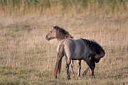 Konikstute schlaegt mit den Hinterlaeufen nach einem Hengst aus - (Waldtarpan - Rueckzuechtung), Equus ferus caballus - Equus ferus ferus, Heck Horse mare beats with her hind legs to a pushy stallion - (Tarpan - breed back)