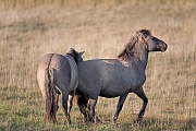 Konikstute schlaegt mit den Hinterlaeufen nach einem Hengst aus - (Waldtarpan - Rueckzuechtung), Equus ferus caballus - Equus ferus ferus, Heck Horse mare beats with her hind legs to a pushy stallion - (Tarpan - breed back)