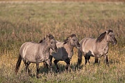 Konikhengst und Stuten galoppieren ueber eine Wiese - (Waldtarpan - Rueckzuechtung), Equus ferus caballus, Heck Horse stallion and mares gallops over a meadow - (Tarpan - breed back)