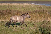 Konikstute galoppiert ueber eine Salzgraswiese - (Waldtarpan - Rueckzuechtung), Equus ferus caballus, Heck Horse mare gallops over a salt meadow - (Tarpan - breed back)