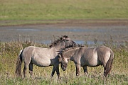 Konikhengst und Stute bei der gegenseitigen Fellpflege - (Waldtarpan - Rueckzuechtung), Equus ferus caballus - Equus ferus ferus, Heck Horse stallion and mare pair grooming - (Tarpan - breed back)