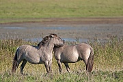 Konikhengst und Stute bei der gegenseitigen Fellpflege - (Waldtarpan - Rueckzuechtung), Equus ferus caballus - Equus ferus ferus, Heck Horse stallion and mare pair grooming - (Tarpan - breed back)