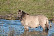 Konikstute nimmt ein erfrischendes Bad - (Waldtarpan - Rueckzuechtung), Equus ferus caballus - Equus ferus ferus, Heck Horse mare take a refreshing bath - (Tarpan - breed back)
