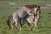 Konikhengst beim Paarungsversuch mit einer Stute - (Waldtarpan - Rueckzuechtung), Equus ferus caballus - Equus ferus ferus, Heck Horse stallion test the receptiveness of a mare - (Tarpan - breed back)