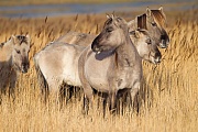 Konikstuten und Fohlen stehen in einem Schilfguertel - (Waldtarpan - Rueckzuechtung), Equus ferus caballus - Equus ferus ferus, Heck Horse mares and foals stand in a reed belt - (Tarpan - breed back)