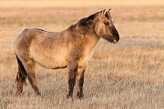 Konikfohlen beobachtet aufmerksam Artgenossen - (Waldtarpan - Rueckzuechtung), Equus ferus caballus - Equus ferus ferus, Heck Horse foal observe alert conspecifics - (Tarpan - breed back)