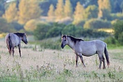 Konikhengste aesen auf einer Wiese - (Waldtarpan - Rueckzuechtung), Equus ferus caballus - Equus ferus ferus, Heck Horse stallions browse on a meadow - (Tarpan - breed back)