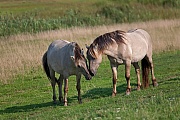 Social behaviour between Heck Horse stallion - (Tarpan - breed back)