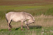 Konikhengst aest auf einer Salzgraswiese - (Waldtarpan - Rueckzuechtung), Equus ferus caballus - Equus ferus ferus, Heck Horse stallion graze on a salt meadow - (Tarpan - breed back)