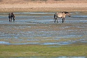 Konikstute und Fohlen ueberqueren eine Salzwiese - (Waldtarpan - Rueckzuechtung), Equus ferus caballus - Equus ferus ferus, Heck Horse mare and foal cross a salt meadow - (Tarpan - breed back)