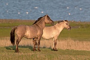 Konikhengste beobachten eine Gruppe anderer Hengste - (Waldtarpan - Rueckzuechtung), Equus ferus caballus - Equus ferus ferus, Heck Horse stallions look intently to another group of stallions - (Tarpan - breed back)