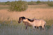 Konikhengst und Fohlen bei einer spielerischen Rangelei - (Waldtarpan - Rueckzuechtung), Equus ferus caballus - Equus ferus ferus, Youth Heck Horse stallion and foal playfully wrangle - (Tarpan - breed back)