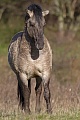 Konikhengst in angespannter Koerperhaltung - (Waldtarpan - Rueckzuechtung), Equus ferus caballus, Heck Horse stallion in strained posture - (Tarpan - breed back)