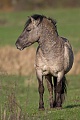 Konikhengst beobachtet seine Artgenossen - (Waldtarpan - Rueckzuechtung), Equus ferus caballus, Heck Horse stallion observe his conspecifics - (Tarpan - breed back)