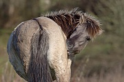 Konikhengst bei der Fellpflege - (Waldtarpan - Rueckzuechtung), Equus ferus caballus, Heck Horse stallion grooming - (Tarpan - breed back)