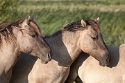 Konikhengste stehen ruhend im Abendlicht - (Waldtarpan - Rueckzuechtung), Equus ferus caballus - Equus ferus ferus, Heck Horse stallions stand relaxed in evening light - (Tarpan - breed back)