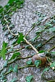Weinbergschnecke, es ist nicht ungewoehnlich, dass in vielen freilebenden Populationen 10 Jahre alte Tiere vorkommen  -  (Foto Weinbergschnecke ruht zwischen Efeu), Helix pomatia, Burgundy Snail, ten-years-old specimens are not uncommon in the wild  -  (Roman Snail - Photo Burgundy Snail in resting position between Ivy)