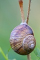 Weinbergschnecken haben eine geringe Fortpflanzungsrate  -  (Foto Weinbergschnecke in Ruhestellung), Helix pomatia, Burgundy Snail has a low reproduction rate  -  (Roman Snail - Photo Burgundy Snail in resting position)