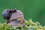 Weinbergschnecke, es gibt nur wenige Firmen, die diese Tiere fuer kommerzielle Zwecke zuechten  -  (Foto Weinbergschnecke und Baumschnecke), Helix pomatia  -  Arianta arbustorum, Edible Snail is rarely farmed commercially  -  (Photo Burgundy Snail and Copse Snail)