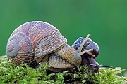Weinbergschnecke, zum Verzehr zubereitete Schnecken werden in Grossbritanien Escargot genannt  -  (Foto Weinbergschnecke und Baumschnecke), Helix pomatia  -  Arianta arbustorum, Edible Snail, cooked snails are called Escargots  -  (Photo Burgundy Snail and Copse Snail)