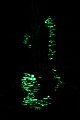 Im naechtlichen Wald leuchten Schwefelkoepfe durch das Licht einer UV-Taschenlampe am Stamm einer Birke, Hypholoma species, Sulfur tufts shine through the ray of a UV-flashlight on the trunk of a birch