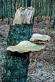 Der Birkenporling lebt parasitaer auf Birken  -  (Foto Birkenporling am Stamm einer Birke), Fomitopsis betulina, The Birch Polypore lives parasitically on birch trees  -  (Razor Strop - Photo Birch Polypore on the trunk of a birch tree)