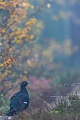 The Black Grouse cock lives a secretive life in autumn and is very difficult to observe