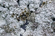 Xanthoparmelia protomatrae gehoert zur Gattung der Blattflechten, Xanthoparmelia protomatrae, The Rock-shield Lichen Xanthoparmelia protomatrae is a genus of foliose lichen