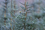 Der Zweig einer Stech-Fichte dient der Blaumeise als Sitzwarte, Cyanistes caeruleus, The branch of a Blue Spruce is used by a Blue Tit as a resting spot