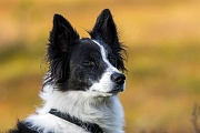 Border Collie, es gibt 2 Fellvarianten, entweder mit weichen oder rauhen Fell, Canis lupus familiaris, Border Collie have a double coat which varies from smooth to rough
