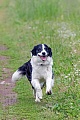 Border Collie laeuft auf einem Feldweg, Canis lupus familiaris, Border Collie running on a field road