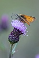 Ein Makroobjektiv mit gutem Autofokus ermoeglicht es dem Fotografen auch Schmetterlinge bei der Nahrungssuche zu fotografieren, so wie es bei diesem Braunkolbigen Braun-Dickkopffalter gelungen ist