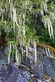 Berg-Hemlocktanne mit Bartflechten im Regenwald der kanadischen Pazifikkueste, British Columbia  -  Kanada, Montain Hemlock with beard lichen in rain forest at the Canadian Pacific coast