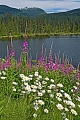 Weidenroeschen und Margeriten an einem Seeufer, Good Hope Lake  -  British Columbia, Fireweed and Oxeye Daisy at lakeside