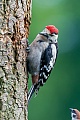 Buntspechte sind eine haeufige und weitverbreitete Spechtart in Europa - (Foto Buntspecht fluegger Jungvogel beobachtet einen Feldsperling), Dendrocopus major - (Picoides major), Great Spotted Woodpecker is common and widely distributed in Europe - (Photo Great Spotted Woodpecker fledgling)