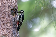 Buntspecht, einige Individuen haben wahrscheinlich die Tendenz groessere Wanderungen zu unternehmen, das erklaert auch die Besiedlung Irlands  -  (Foto Buntspecht an der Bruthoehle), Dendrocopus major, Great Spotted Woodpecker, some individuals have a tendency to wander  -  (Photo Great Spotted Woodpecker on the nesting hole)