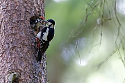 Buntspechte gelten weltweit in ihrem Bestand als nicht gefaehrdet  -  (Foto Buntspecht Weibchen und Jungvogel in der Slowakei im Tatra-Nationalpark), Dendrocopus major, Great Spotted Woodpecker is classed as a species of least concern  -  (Photo Great Spotted Woodpecker female and chick in Slovakia in the Tatra-National Park)