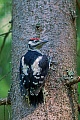 Buntspechte erreichen ein Koerpergewicht von 60 - 90 g  -  (Foto Buntspecht ein frisch ausgeflogener Jungvogel sitzt noch ungeuebt an einem Baumstamm), Dendrocopus major, Great Spotted Woodpecker weighs 60 to 90 g  -  (Photo Great Spotted Woodpecker fledgling on the trunk of a spruce tree)